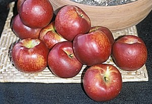 Desert Dawn Nectarine